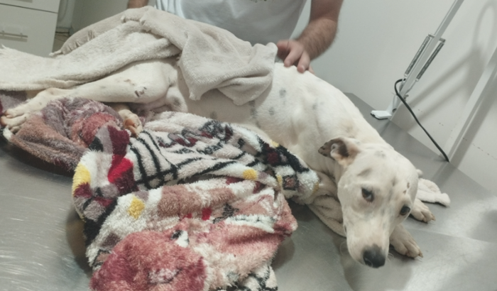 Ajude a Gabriela que foi atropelada