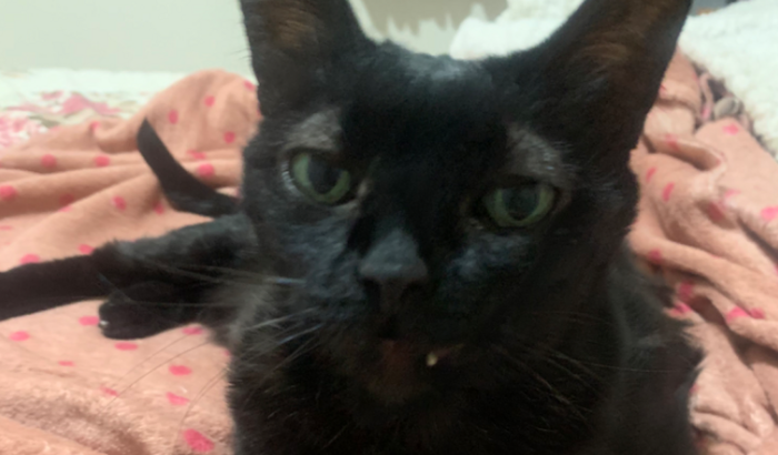 Ajude minha gatinha na cirurgia