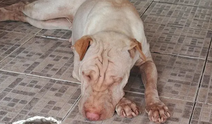 Ajude a Lola