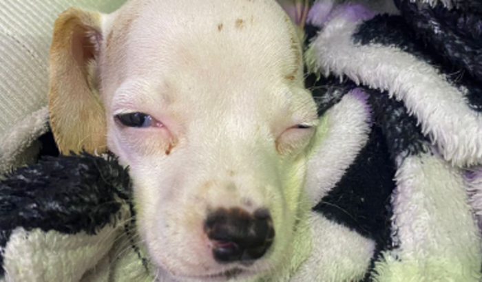 Ajude a salvar a vida do cãozinho Asta
