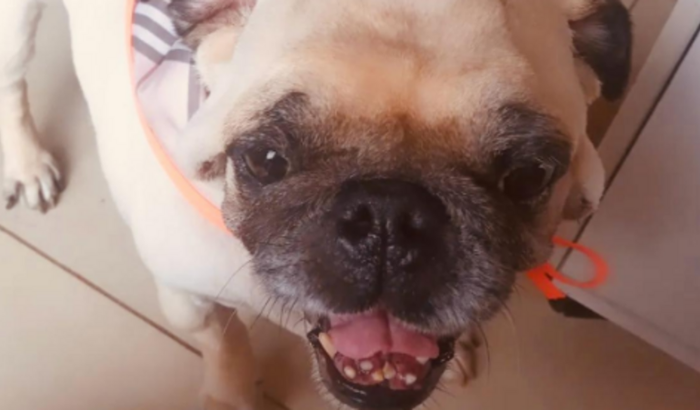 Ajuda na saúde do Pug Golias Emanuel (Gogô)