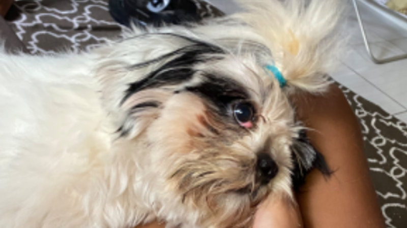 Cirurgia de Olho de Cereja - Aurora