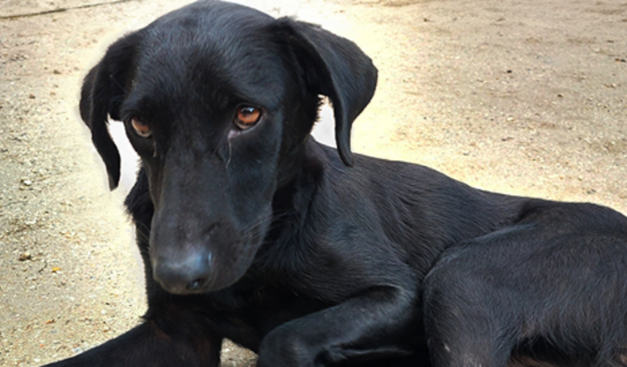 Ajuda para a Pretinha S2