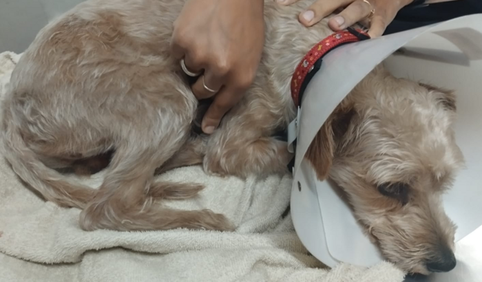 Ajude o Caramelo - cirurgia