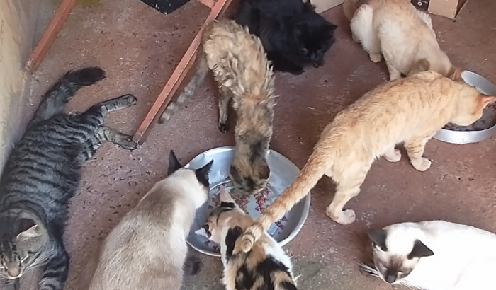 Você pode me ajudar a matar a fome desses bichinhos?