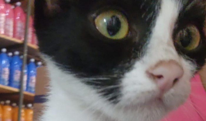 Ajuda para cirurgia da gatinha Zoe