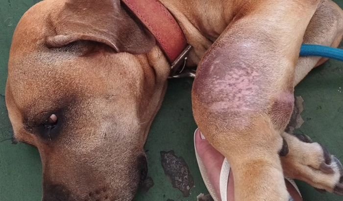 Ajude a Med na luta contra o osteossarcoma (tumor cancerígeno)