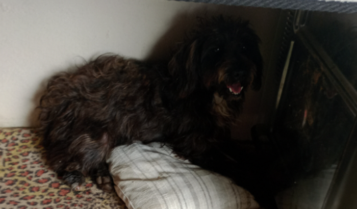 Ajuda brisa a cachorra que foi espancada