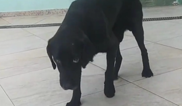 Ajude o Thor