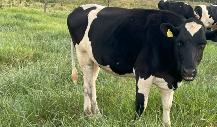 Alimentação Animais Chacara