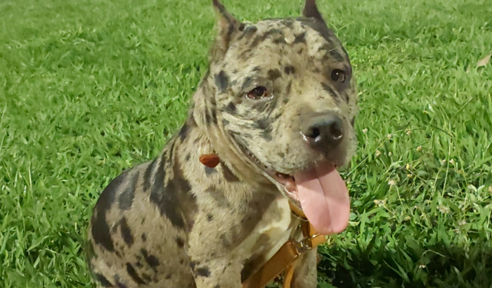 Ajuda a o flok meu cachorro  a voltar a andar