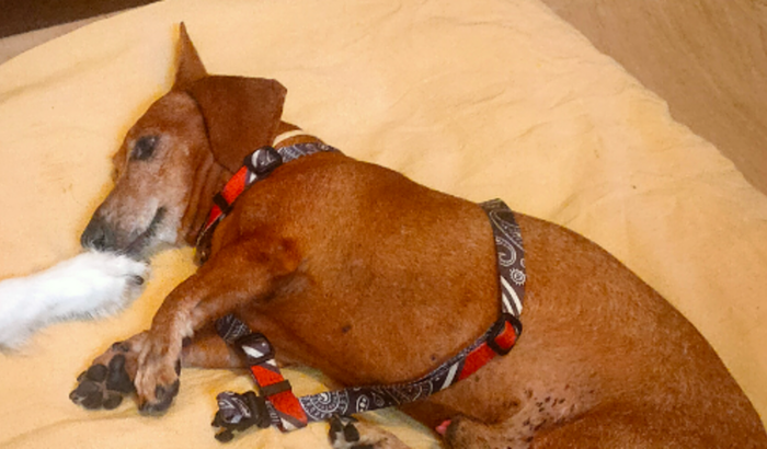 Ajude o cachorrinho idoso Duke