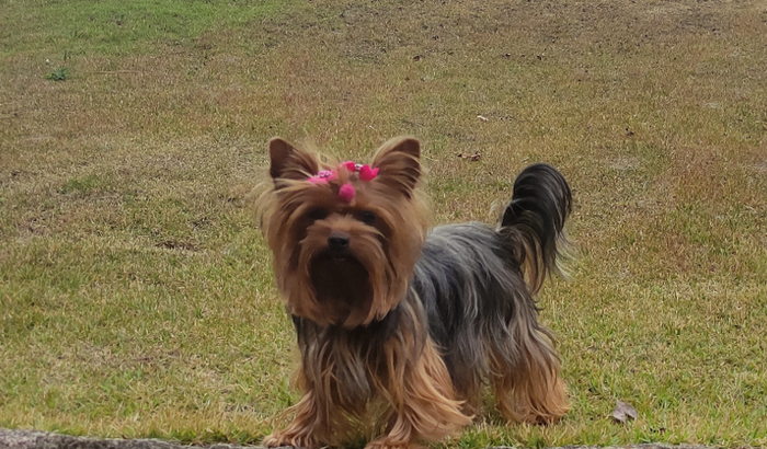 Ajuda a cuidar dos dentes da minha cachorrinha 