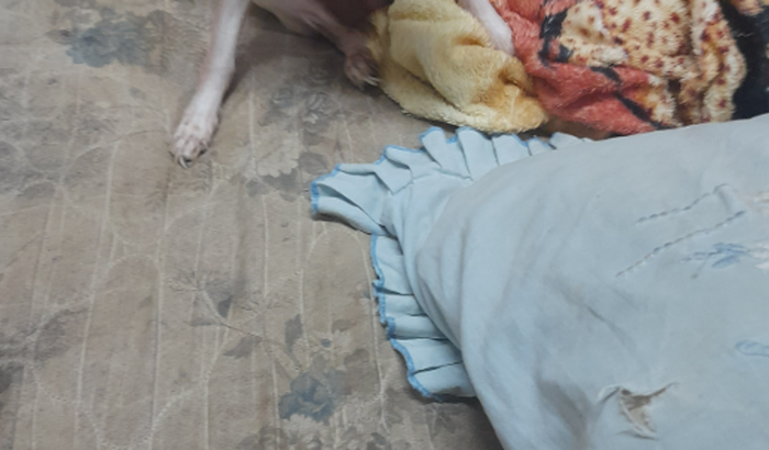 Cuidar dog