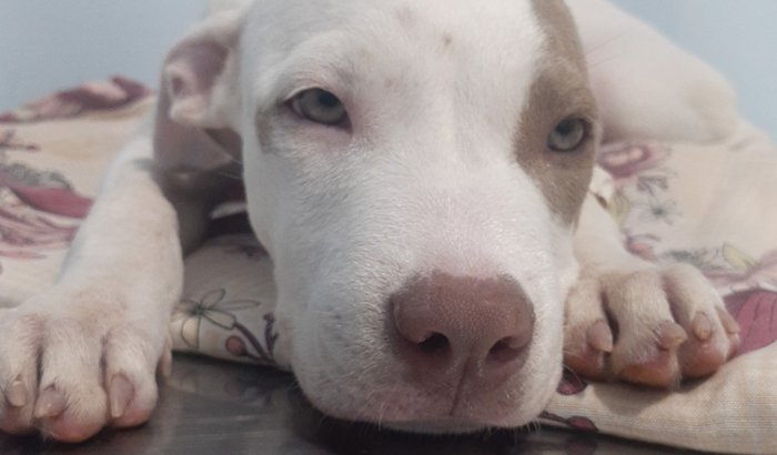 Ajudar minha pet Athena ❤️