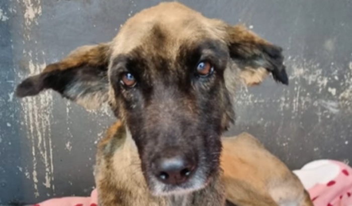 Ajuda para custos de veterinário e tratamentos da Violeta