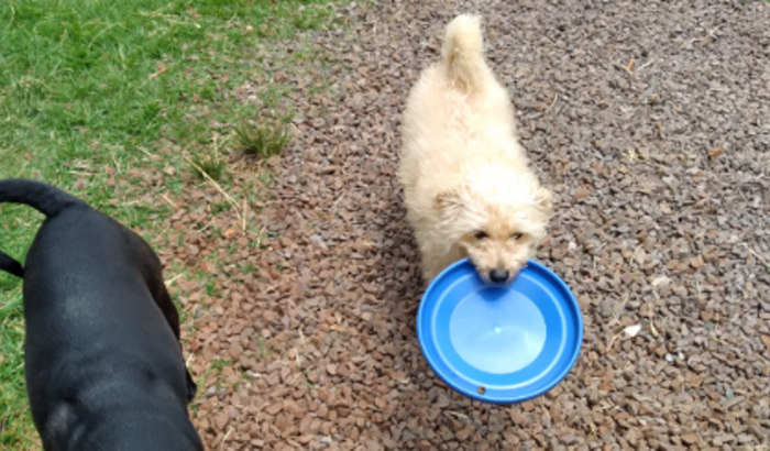 Ajuda para comprar local para meus animais recolhidos das ruas