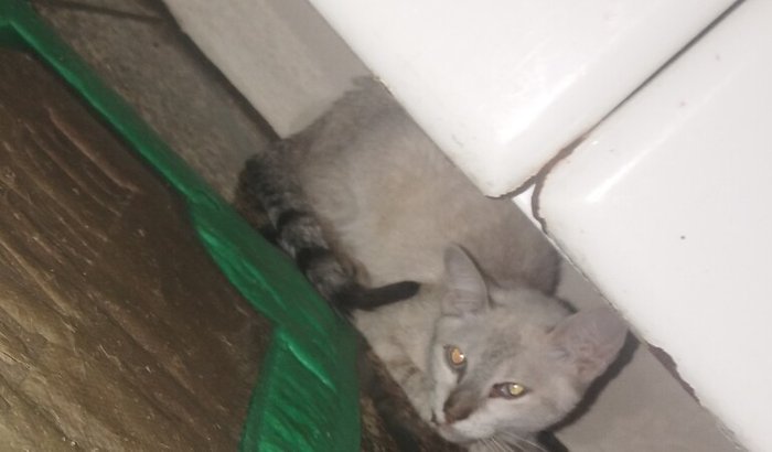 Internação e exames veterinários