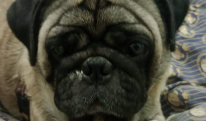 Ajude o Thor para que ele realize o exame que precisa para a Neurologista fechar o diagnóstico.