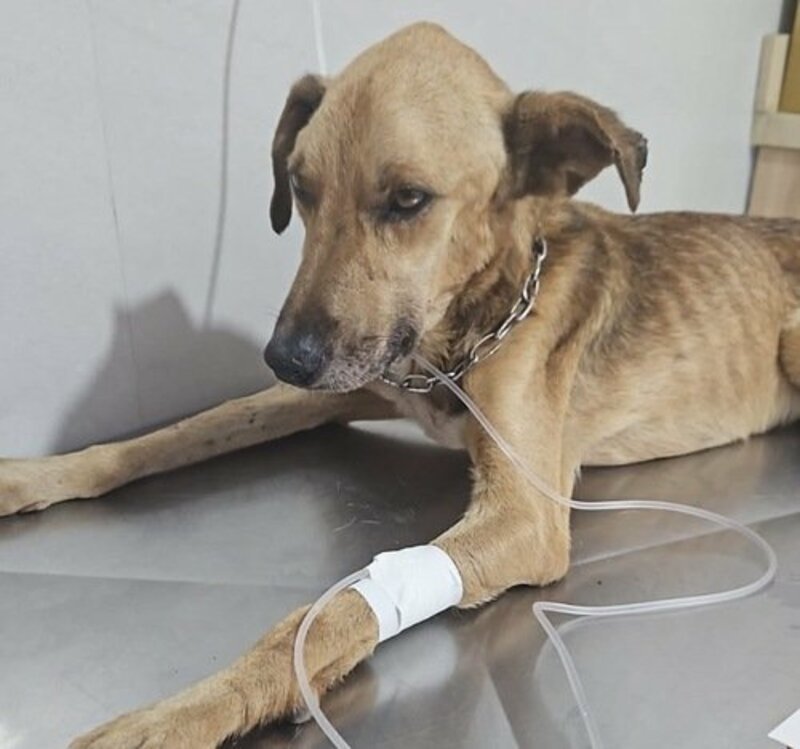 Ajuda para avida do Bidu que está com a doença do carrapato 