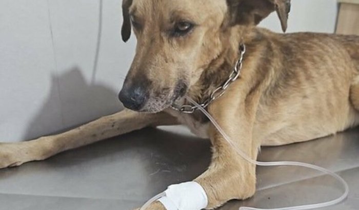 Ajuda para avida do Bidu que está com a doença do carrapato 