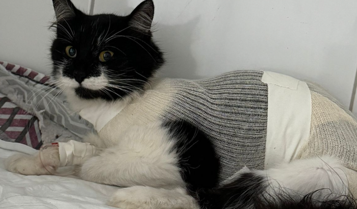Ajuda para pagar o tratamento da gata xanuda