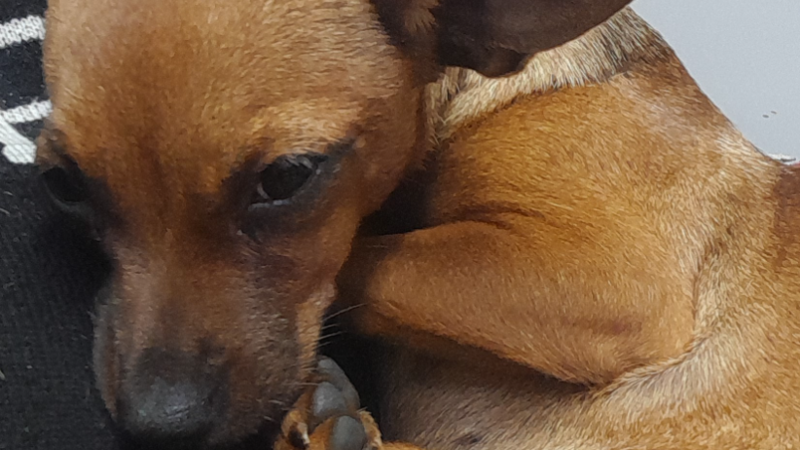 Ajuda a Lua a vencer a PARVOVIROSE