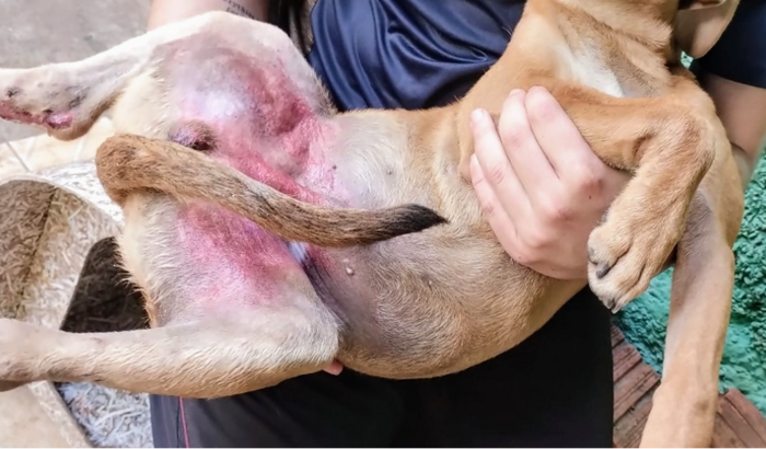 Pagar raio x ultrassom e medicação para o motti meu filhote que foi atropelado.