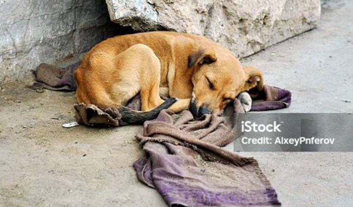 Ajudar um cachorrinho