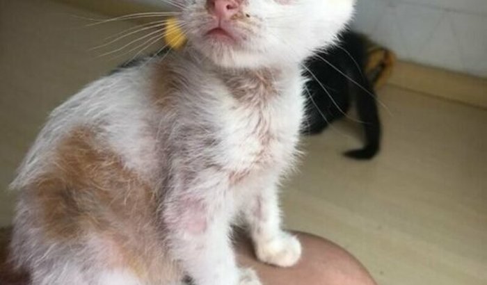 Meu gato pode morrer, por favor me ajudem!!