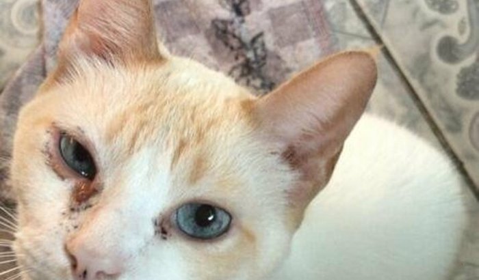 Ajude a salvar o meu gatinho 😭