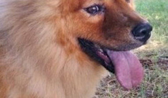 Preciso de ajuda para o tratamento clínico do Thor, Chow Chow de 4 anos.