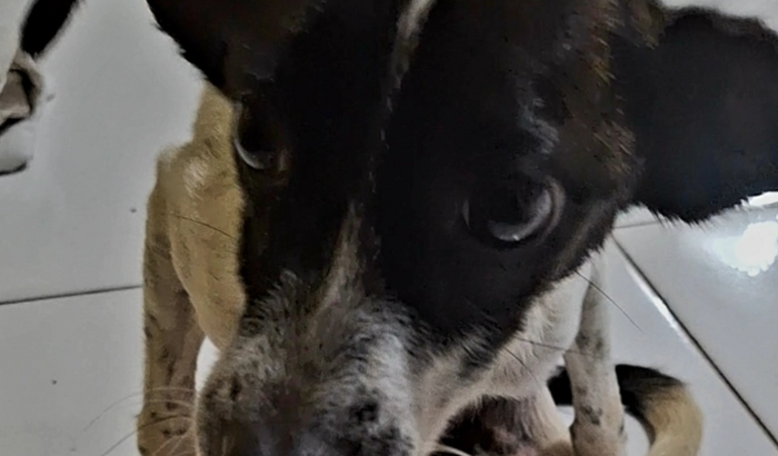 Ajude-nos à cuidar dos Animais indefesos em situação de Abandono do Riacho Fundo 1