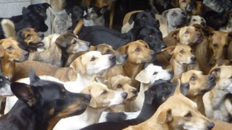 Salvando 5 Vidas Abandonadas ( RS DOG DREAM ) 