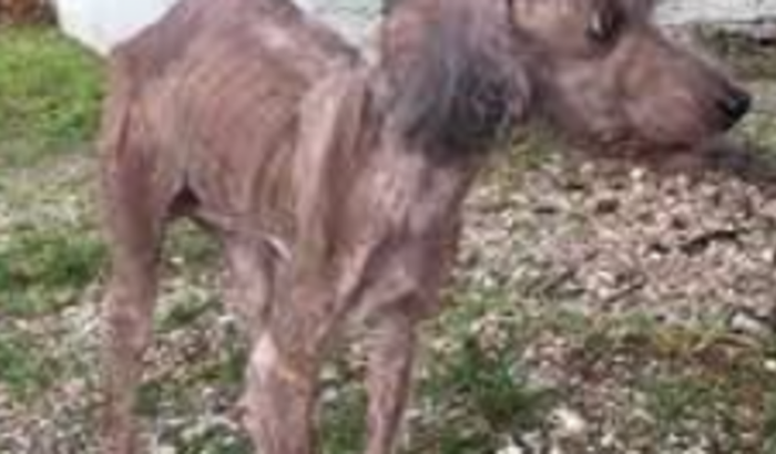 Ajudar cachorro de rua 