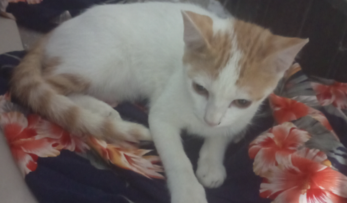 Cirurgia para Meu gatinho Salomão 