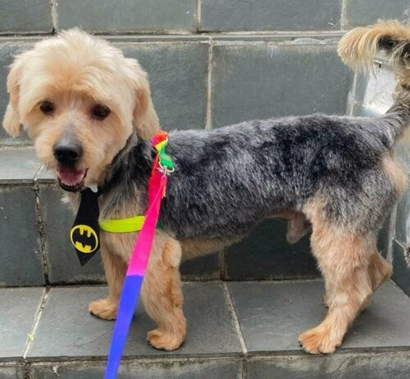 Ajude com a cirurgia do Xodó 🐶💔