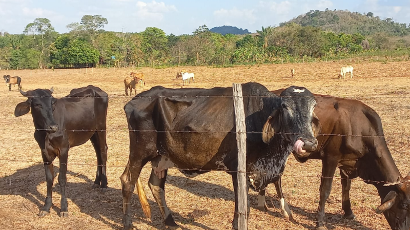 Ajude a salvar o gado da vovó 