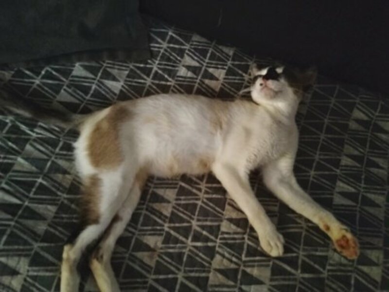 Castramento de duas Gatas (Ditinha e Mel)