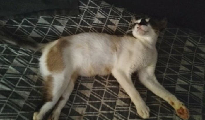 Castramento de duas Gatas (Ditinha e Mel)