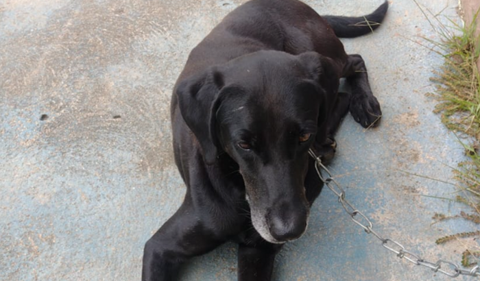 Ajude no tratamento do NEGÃO 🐶 (CACHORRO)