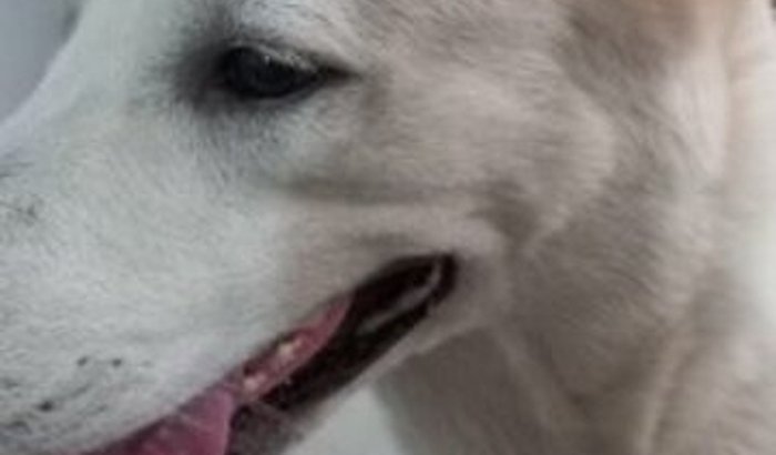 Ajude a Luna