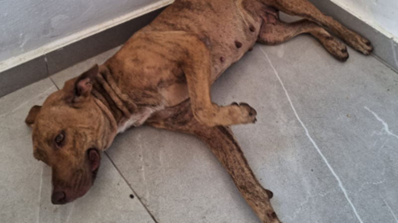 Ajude a salvar uma vida