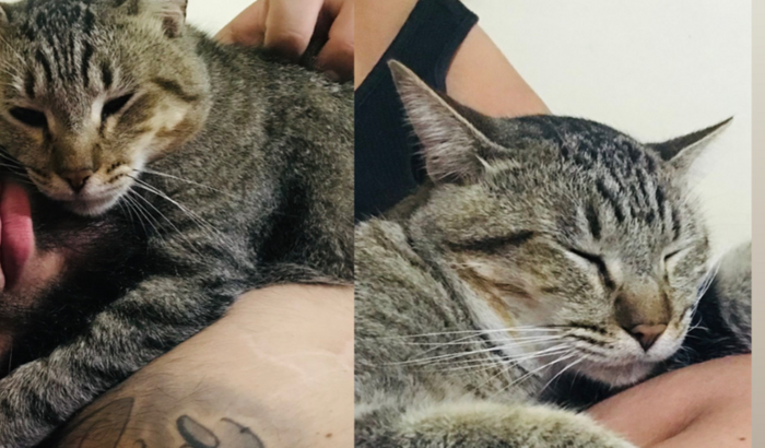 Ajuda ao Fred, felino positivo para Felv, leucemia.