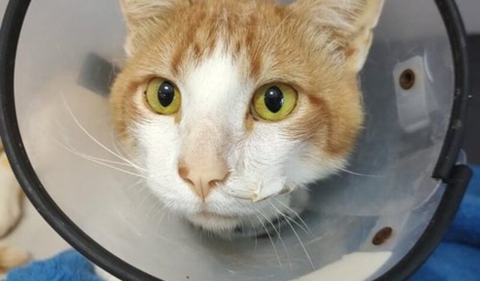Ajude o Jack - gato resgatado com Anemia aguda 