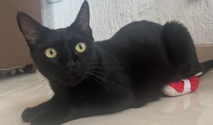 Ajude a custear a cirurgia do Gatão