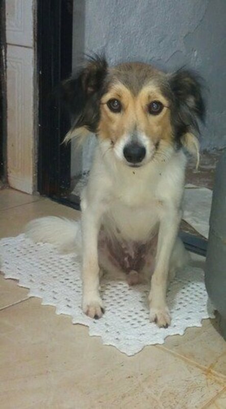 Ajudem o tratamento de câncer da Amora 