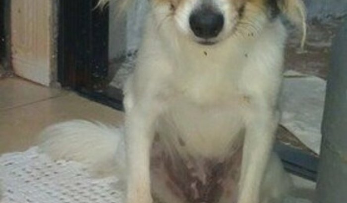 Ajudem o tratamento de câncer da Amora 