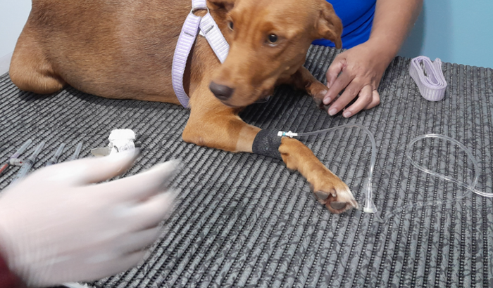 Me ajude a salvar a vida da minha cachorrinha.