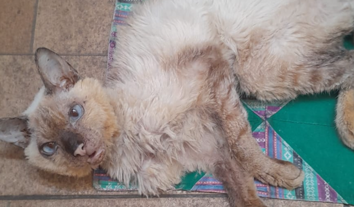 Salvando a vida do gatinho